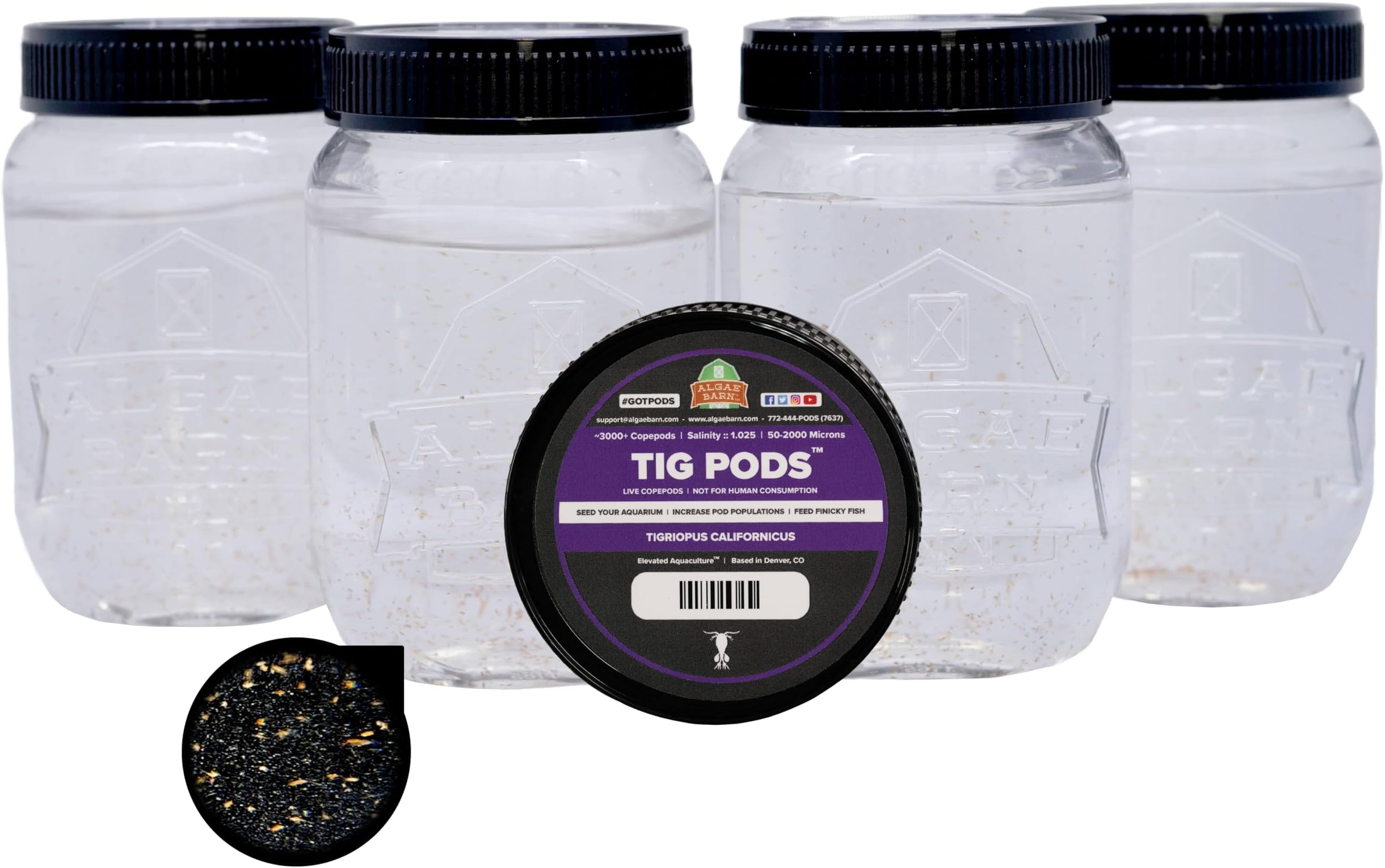 AlgaeBarn Live Copepods :: Tigriopus californicus Copepods :: Clean Your Tank :: Mandarin & Finicky Fish Food (12,000+ Pods)