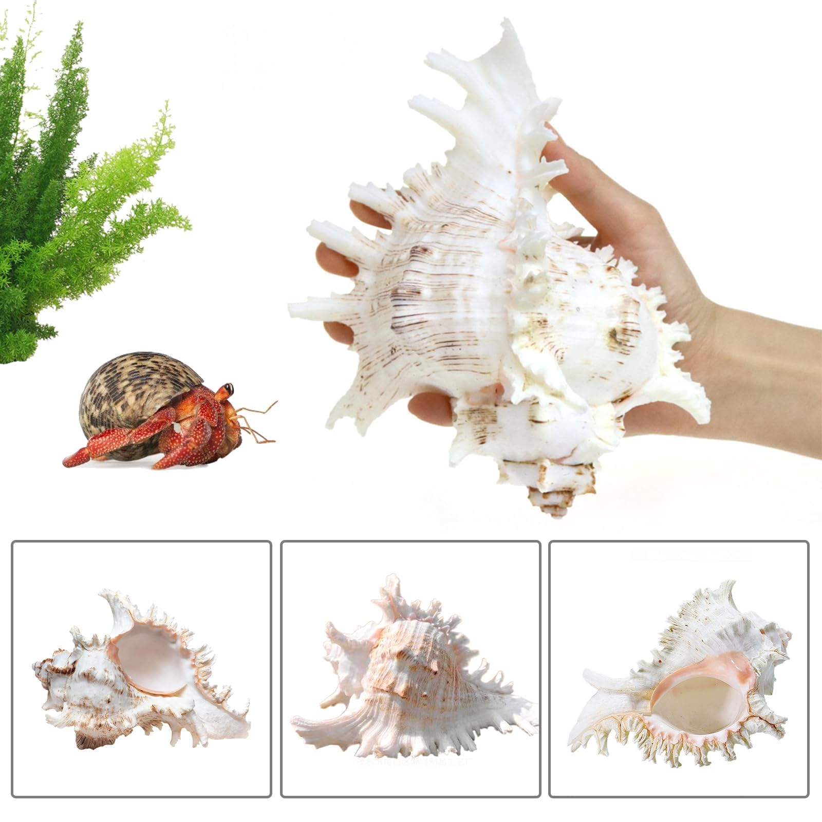 BORDEAG Conchiglie naturali, conchiglie naturali, grandi conchiglie naturali, grandi per fai da te, conchiglie decorative, conchiglie decorative, 16 – 18 cm, per decorare (16 – 18 cm)