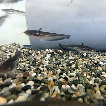 Amazon | （淡水魚）ナマズ 9～15cm± （養殖）（1匹）【生体