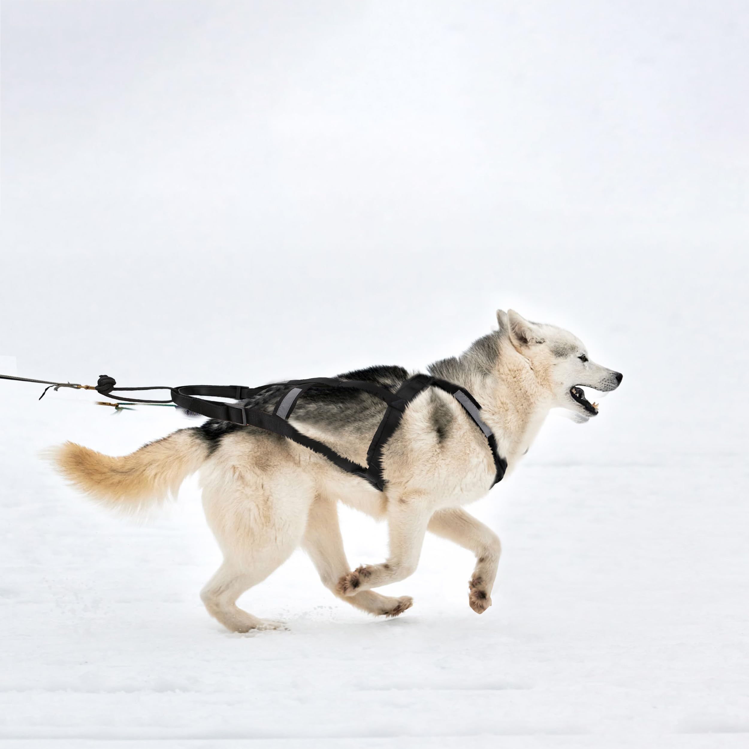 Harness Adventure Mushing Mushing Harness For Dogs Best Running