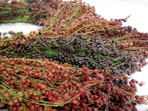 Semillas de maíz de escoba – 100 semillas de colores mixtos para plantar – Gran mijo – Fabricado en Estados Unidos – ¡Un imprescindible!