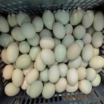 Automatic Egg Washer Machine, Electric Egg Washing Machine, Egg Surface Cleaning, 2300 Pcs/H Chicken Duck Goose Egg Egg Cleaner Wash Machine, Egg Washer Machine Tool for Home Farm,110V