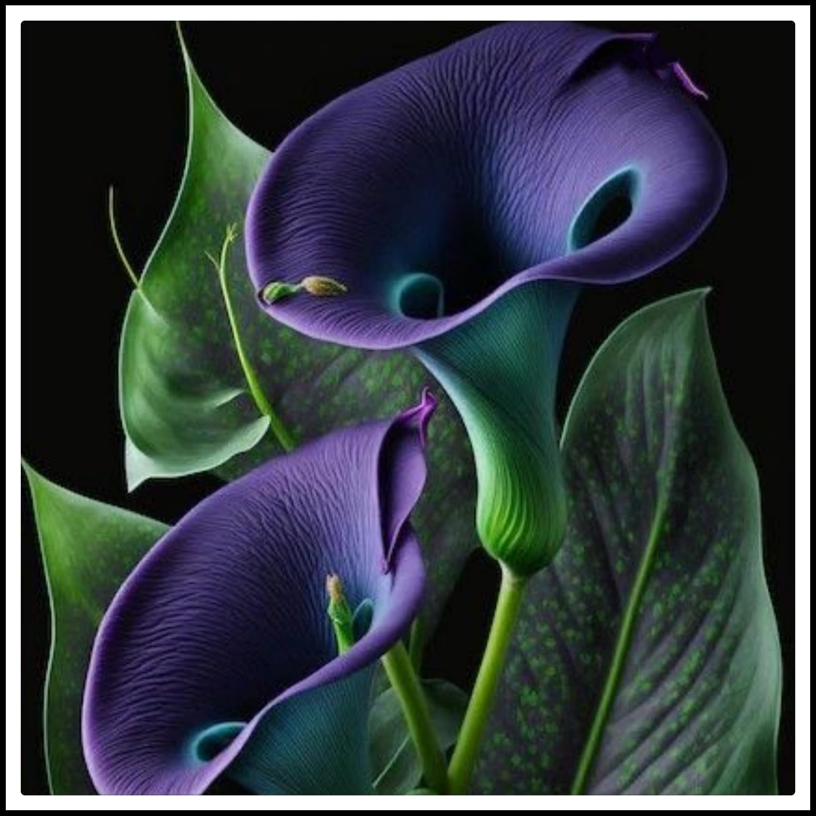Calla Lily Bulbs.-/Good for Containers/Natural Organic/Greening Flower/Cut Flowers/Wedding Flowers/[NVNJHJN]-2 Bulbs-I — image 1