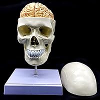 Vista 4 de Cráneo humano con cerebro y vértebra cervical Modelo anatómico Anatomía de tamaño real para estudio de aula de ciencias Modelo de enseñanza