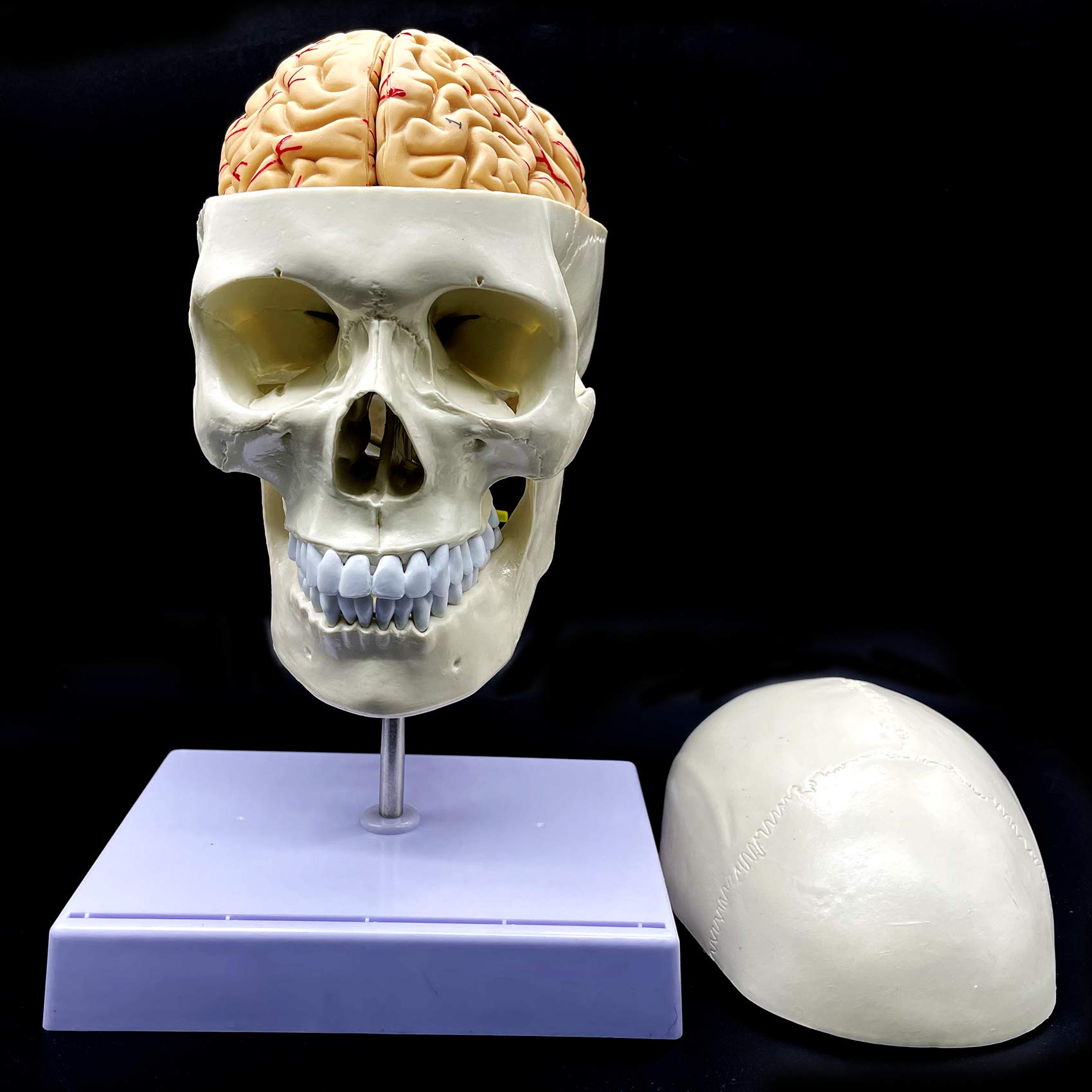 Modelo anatómico de cráneo humano con cerebro y vértebra cervical, anatomía de tamaño real para ciencias, aula, estudio, exhibición, modelo de enseñanza