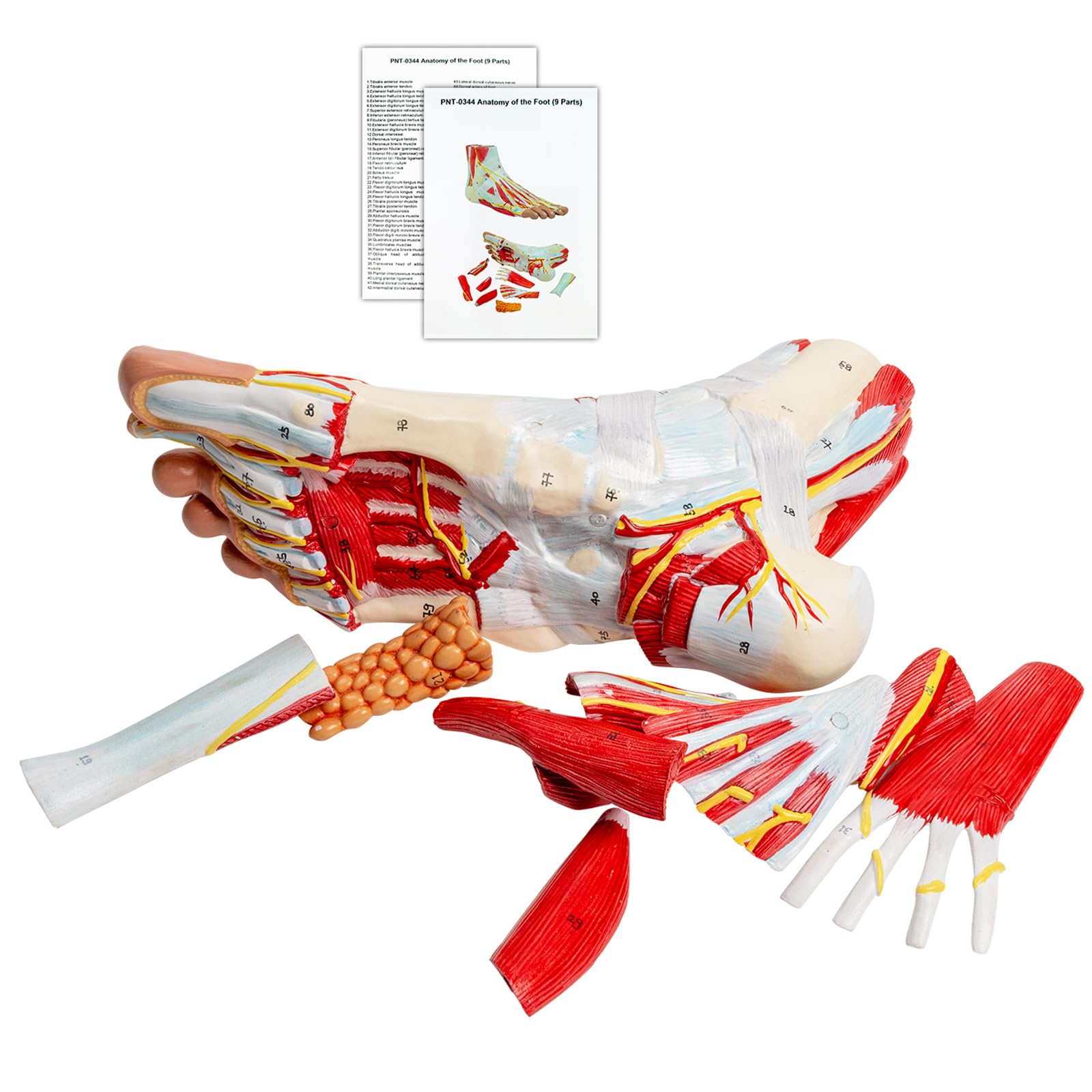 Anatomisches Modell Des Fußes Lebensgröße, Fußanatomisches Modell Mit Numerischen Markierungen Und Textlichen Beschreibungen, Abnehmbare 9 Teile, Für Studenten Bzw Medizin Studium (1:1 Fußanatomie)