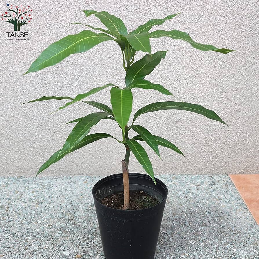 そら❤️超希少　特大 台湾金煌マンゴー接木苗木　キンコウマンゴー 2f83f4442053d791c822d4aa69fcd0