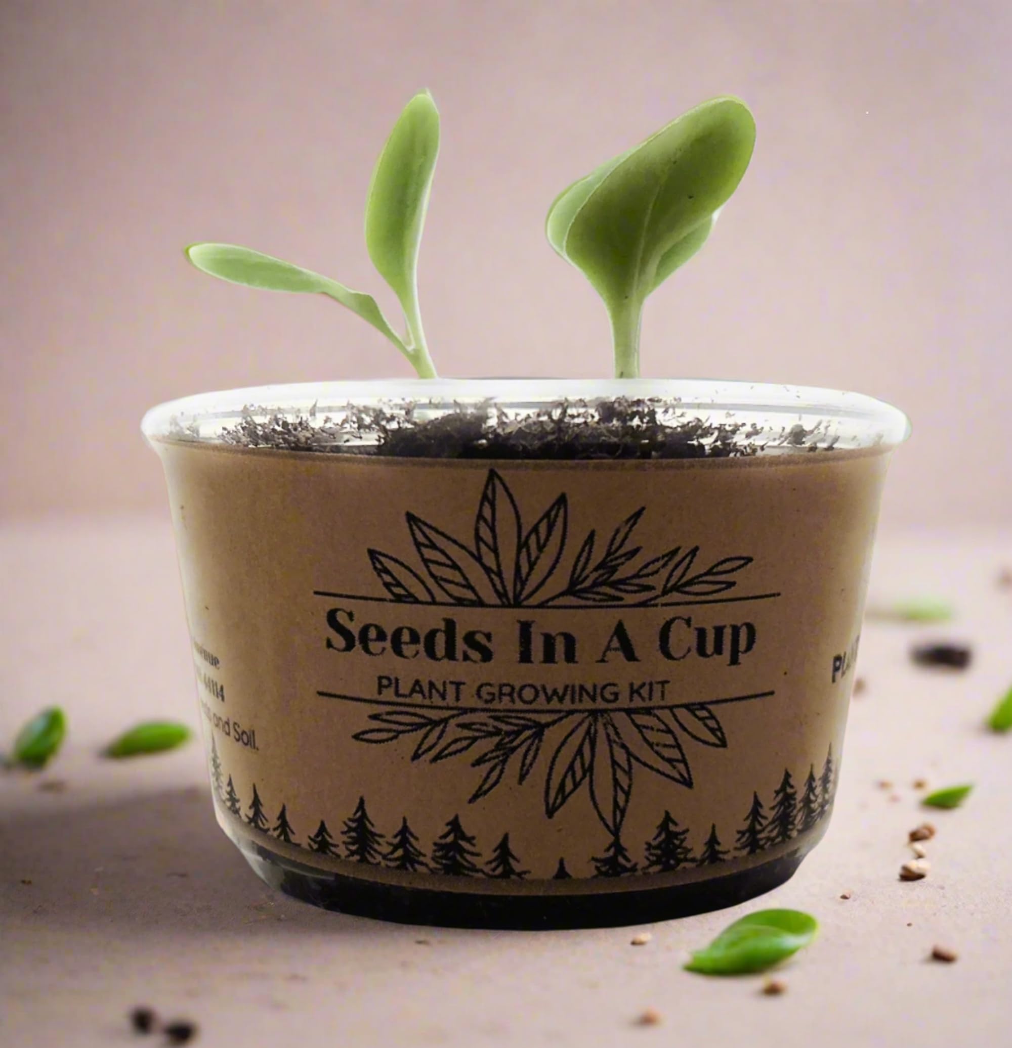 Amazon.com : Tangerine Tree | Seed Starter Grow Kit | Seeds In A Cup :  Patio, Lawn & Garden