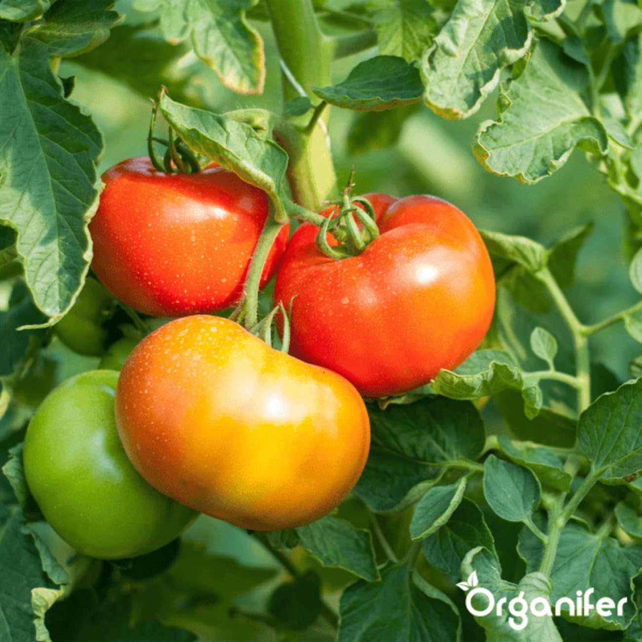 Pack Semillas De Tomate