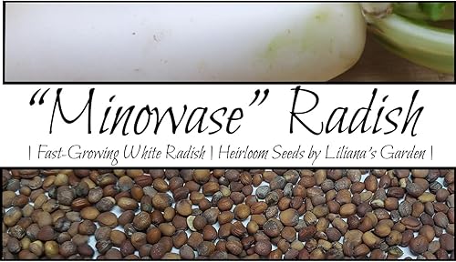 Miniatura 1 de Semillas de rábano "Minowase"  Rábano de crecimiento rápido  Cosecha en 70 días  Nunca transgénicos, siempre reliquia y polinizado abierto  Semillas