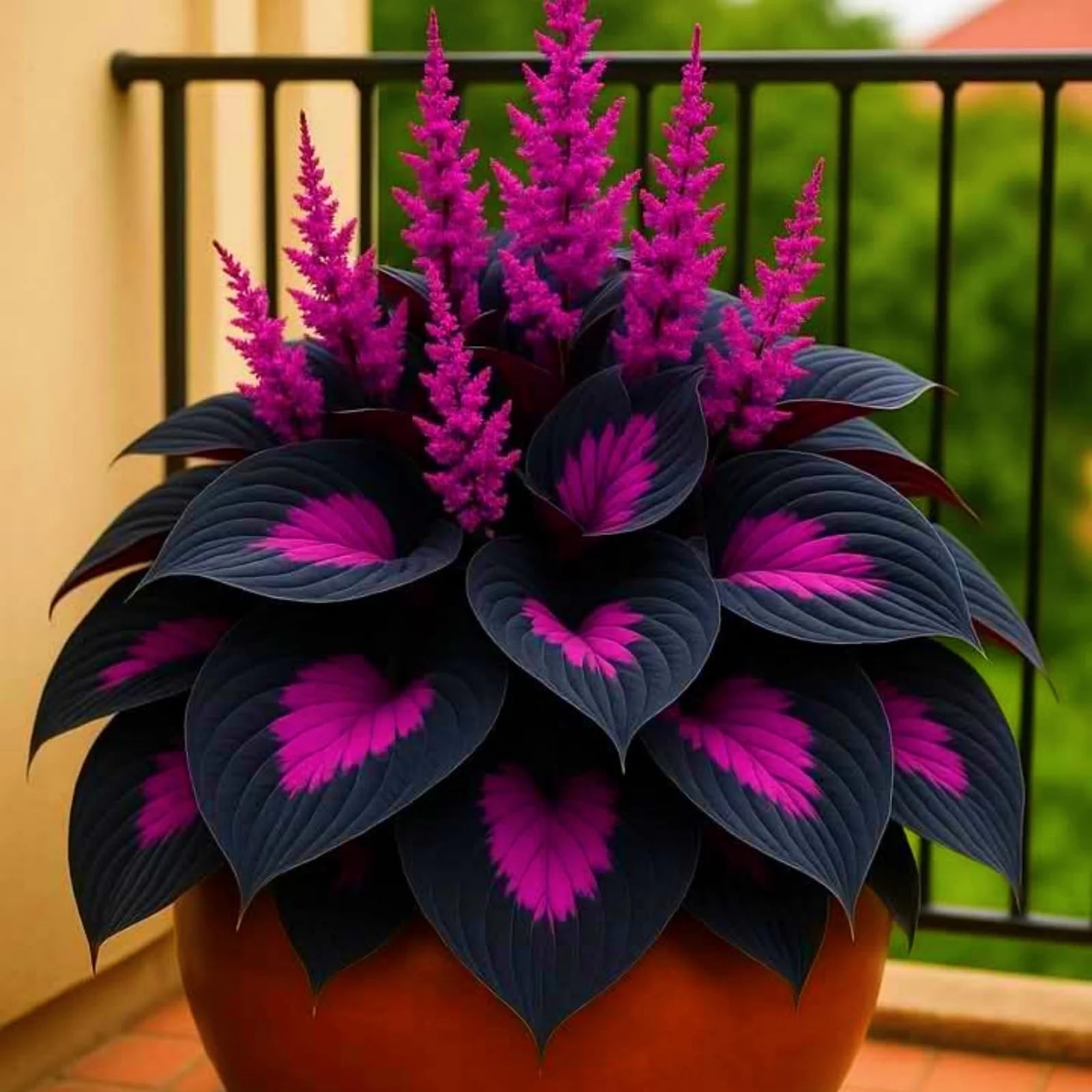 Perennial-Hosta Bulbs for Planting Now UK-LargeBrilliant Hosta Rhizome/Grow Well/Excellent Display/Potted/Rare-4bulbs-J