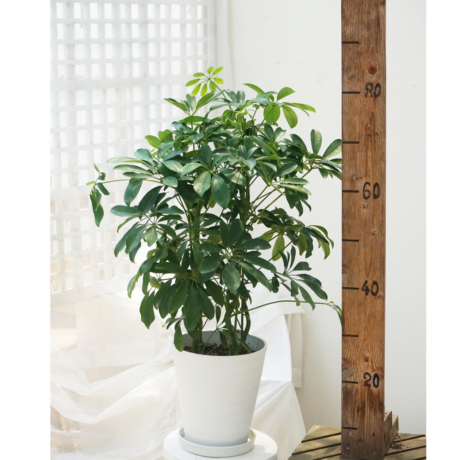 Amazon.co.jp: 観葉植物 シェフレラ ホンコンカポック 7号 1鉢 鉢皿 Amazon.co.jp: 観葉植物 シェフレラ ホンコンカポック 7号 1鉢 鉢皿