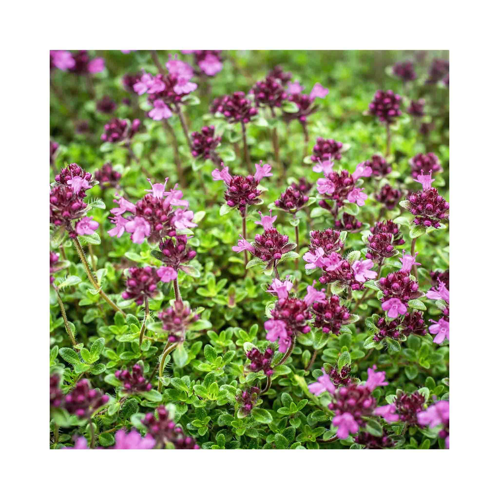 6 Thyme Ruby Glow Herb Plug Plants*Perennial herb Plant* Fantastic Herbs for Cooking of stews, roasts, soups etc.