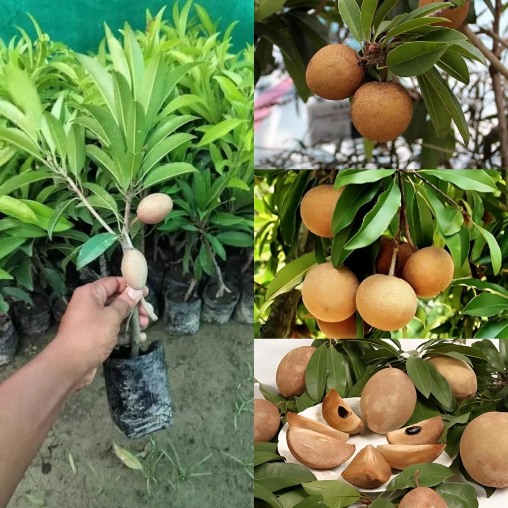 Thai All Time Sapota/Chiku Plant "Kalipatti chiku" - Grafted Variant Plant (Pack of 1 Pic, Fruit After 6 Month),CF_M08-image-39