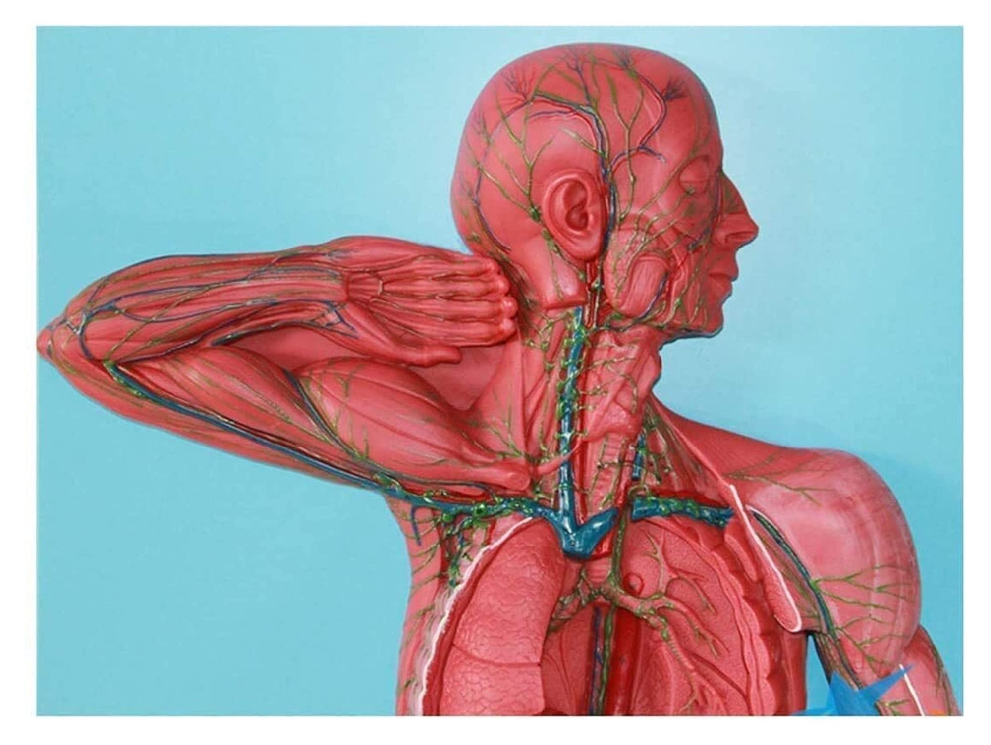 Fmnkc Study Model Educational Model Of The Human Torso Model ... Fmnkc Study Model Educational Model Of The Human Torso Model ...