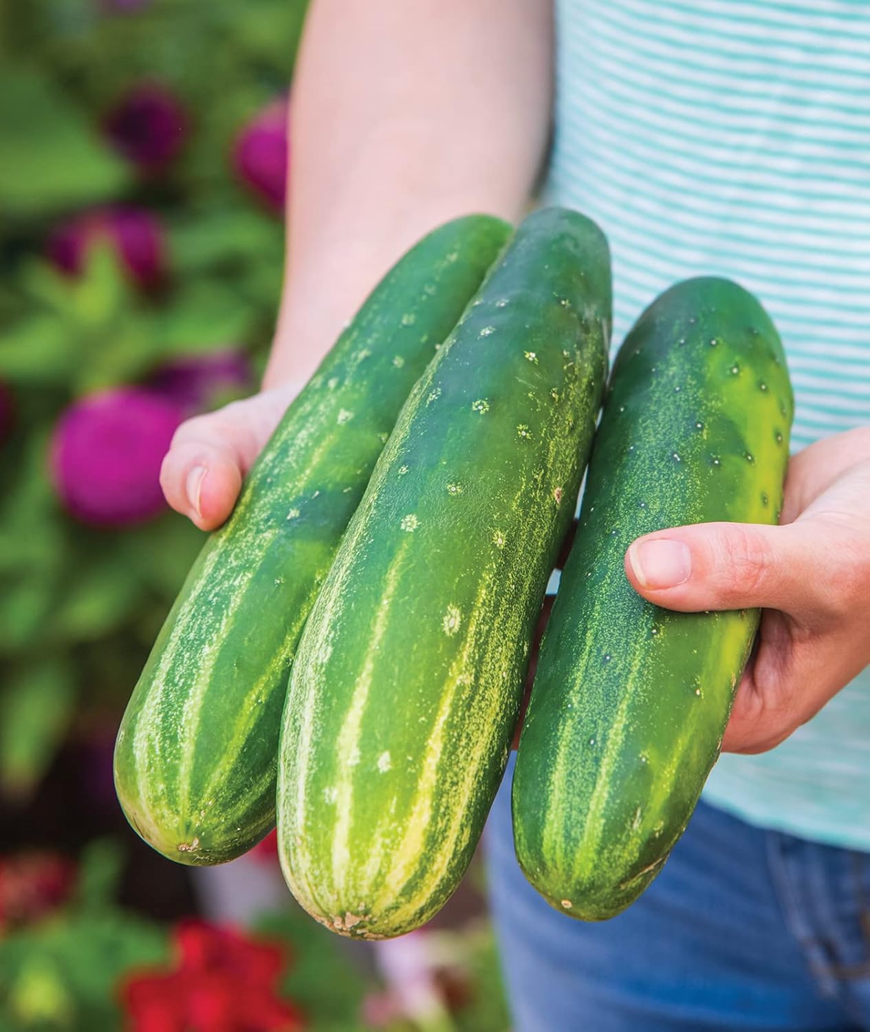 Burpee Straight Eight Slicing Cucumber Seeds 200 seeds : Everything Else
