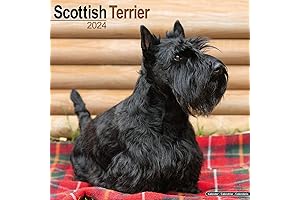 2024 Scottie Dog Calendar: Delightful Wall Art Featuring Adorable Scottish Terriers