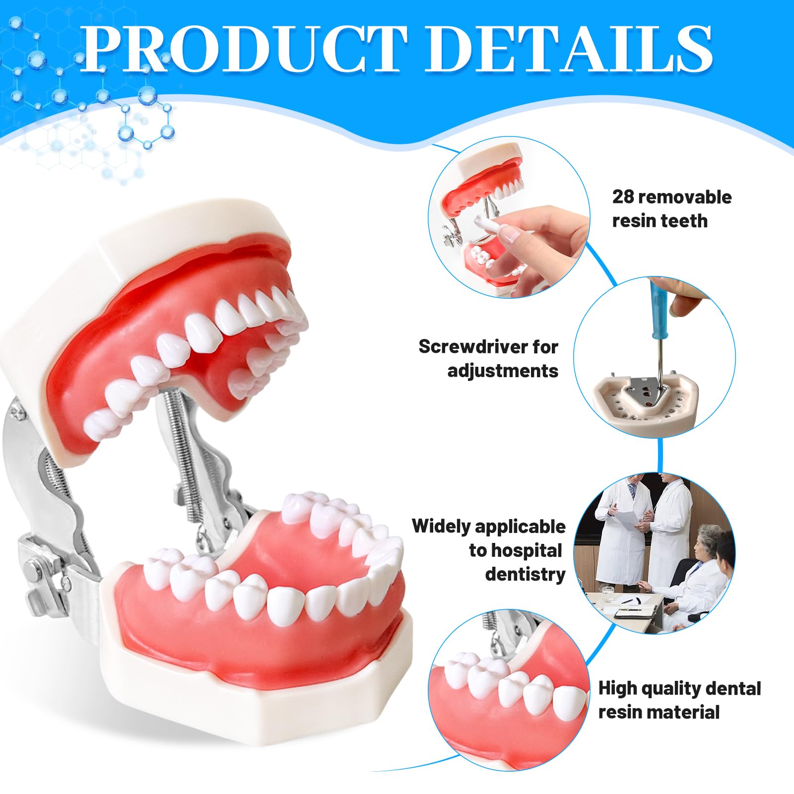 Dental Teaching Model - Practice Teeth & Gums -3 Dental Teaching Model - Practice Teeth & Gums -3
