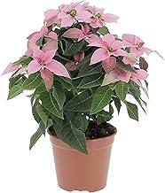 KENTIS - Pink Poinsettia - Real Indoor Plant Christmas Decorations - Christmas Gift Ideas - H 25-30 Vase Ø 14 cm