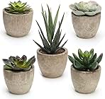 Coitak Artificial Succulent Plants Potted, Assorted Decorative Faux Succulent Potted Fake Cactus Cacti Plants with Pots, Set of 5