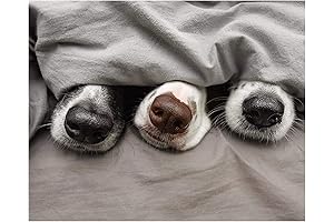 Puppy Nose Prints: Unframed Inspirational Wall Art