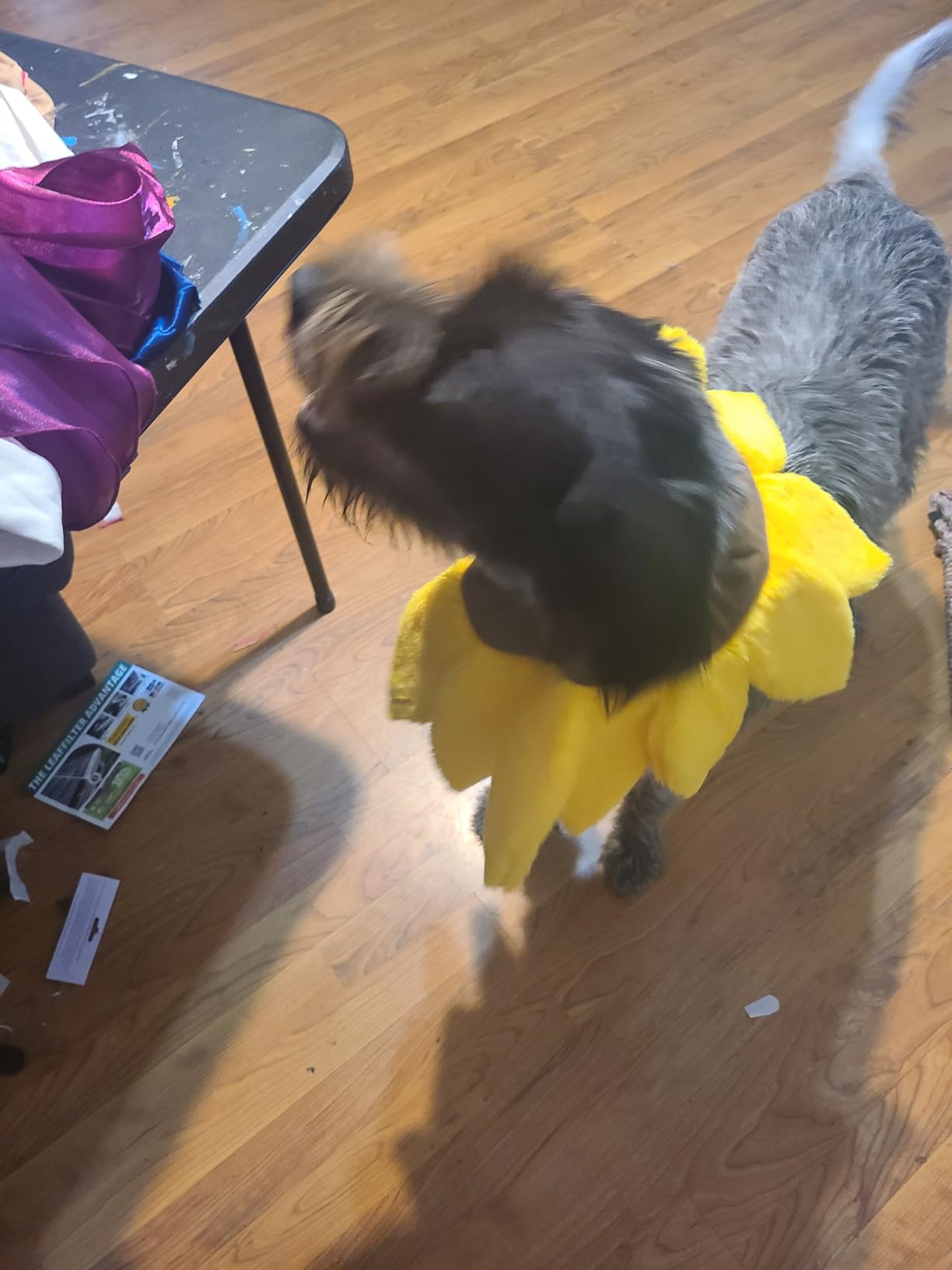 Dog Toys 25 Pack for Fun and Teeth Cleaning, Puppy Chew Toys Pack with Squeak Plush Toy,Squeaky Toy Balls,Tug of War and Rope Toys for Puppy to Small Dogs photo review