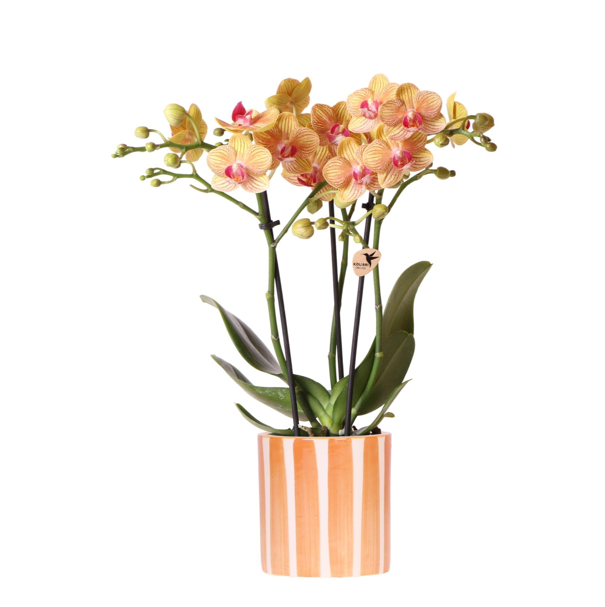 Kolibri Orchidées Phalaenopsis orchidée, Bolzano, pot à rayures peintes, taille du pot de 9 cm de diamètre, plante d'intérieur à fleurs Fraîche de l'éleveur