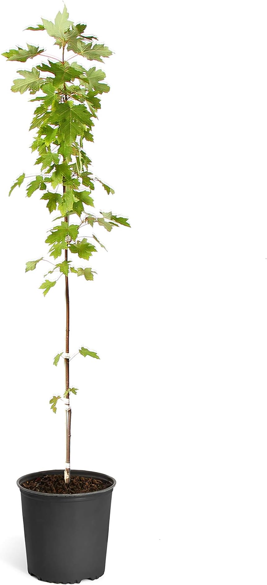 Brighter Blooms - Autumn Blaze Maple Tree, 3-4 ft. - Two Best Maples in One Tree - No Shipping to AZ