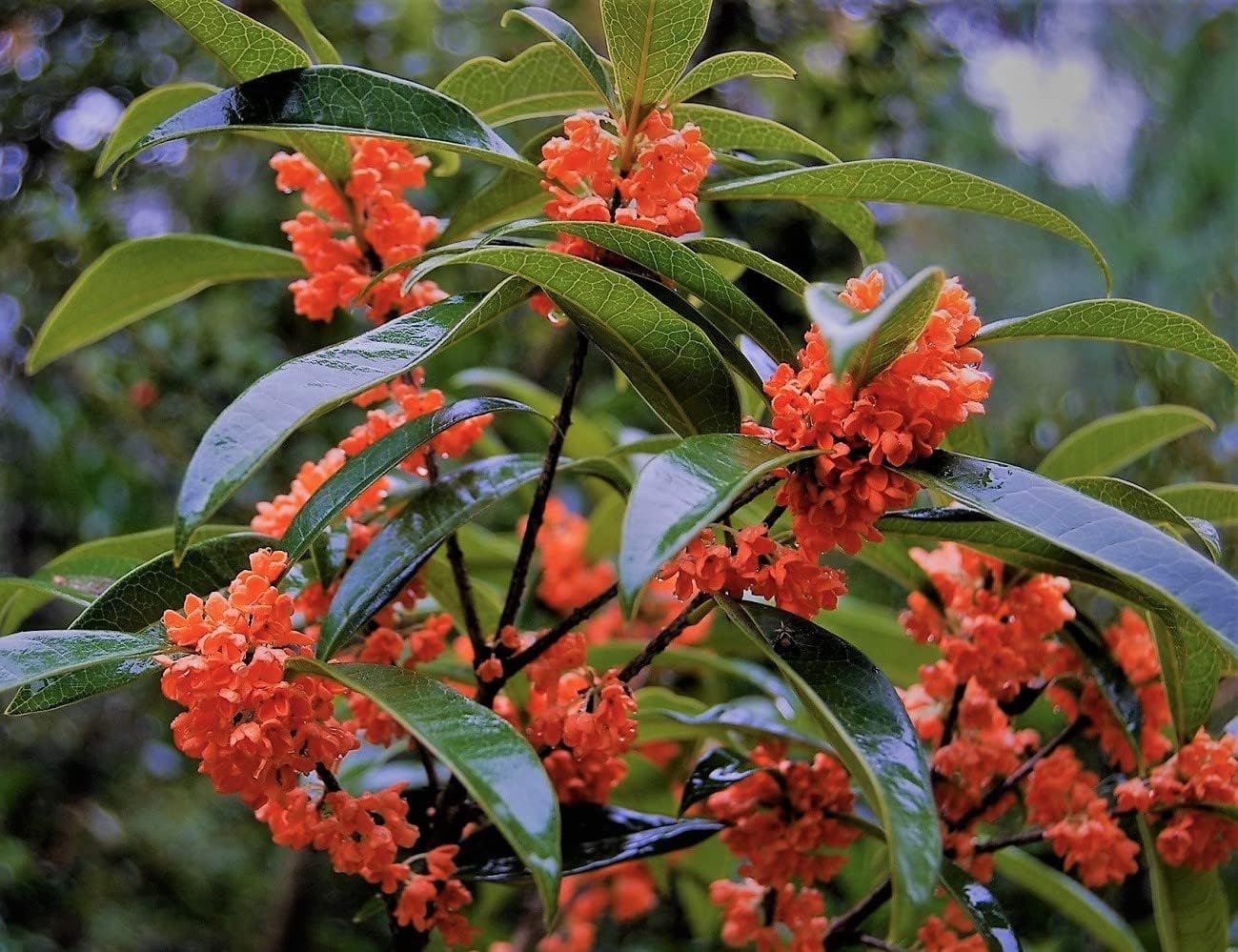 Red Flowering Fragrant Tea Olive (Osmanthus) - Live Plant - (2.5 QT)