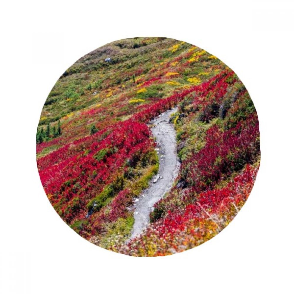 Cadeau tapis rond paysage de forêt colorée 50cm décoration originale de maison