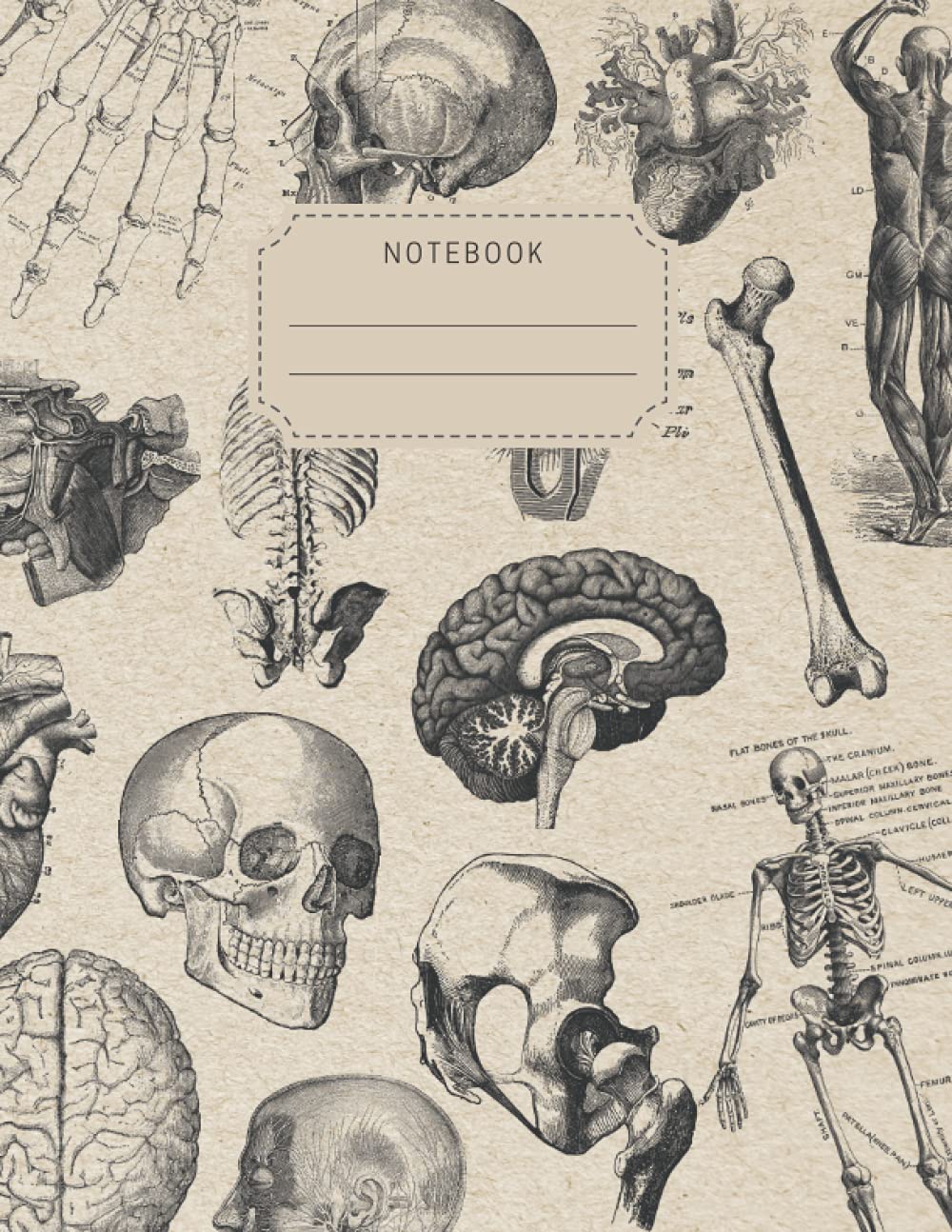 Notebook: Vintage-Style Human Anatomy Notebook with College Ruled Line Paper
