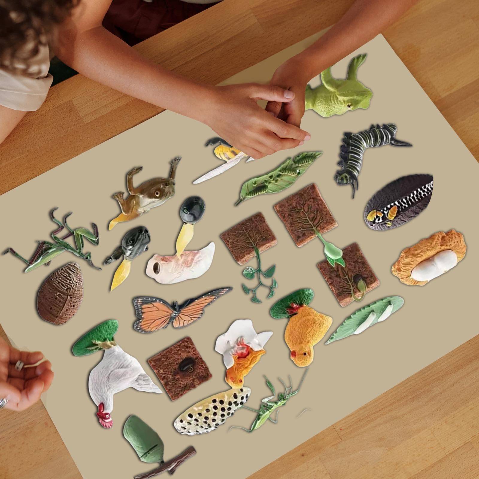 Tier Lebenszyklus Figurenset mit Tiermodell Pflanzenfiguren Biologie Lernspielzeug Und Entwicklungsspiel für Vorschule Präsentationen Gebur, Blaue Box
