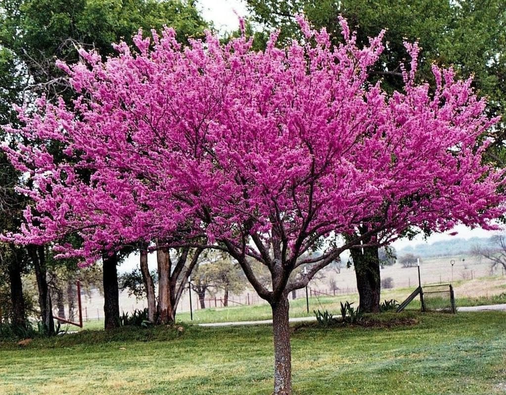 5 Eastern Redbud Trees - 18-24" Tall Live Plants - Pink Ornamental Spring Blooming Trees - Cercis Canadensis - (5 Pack)