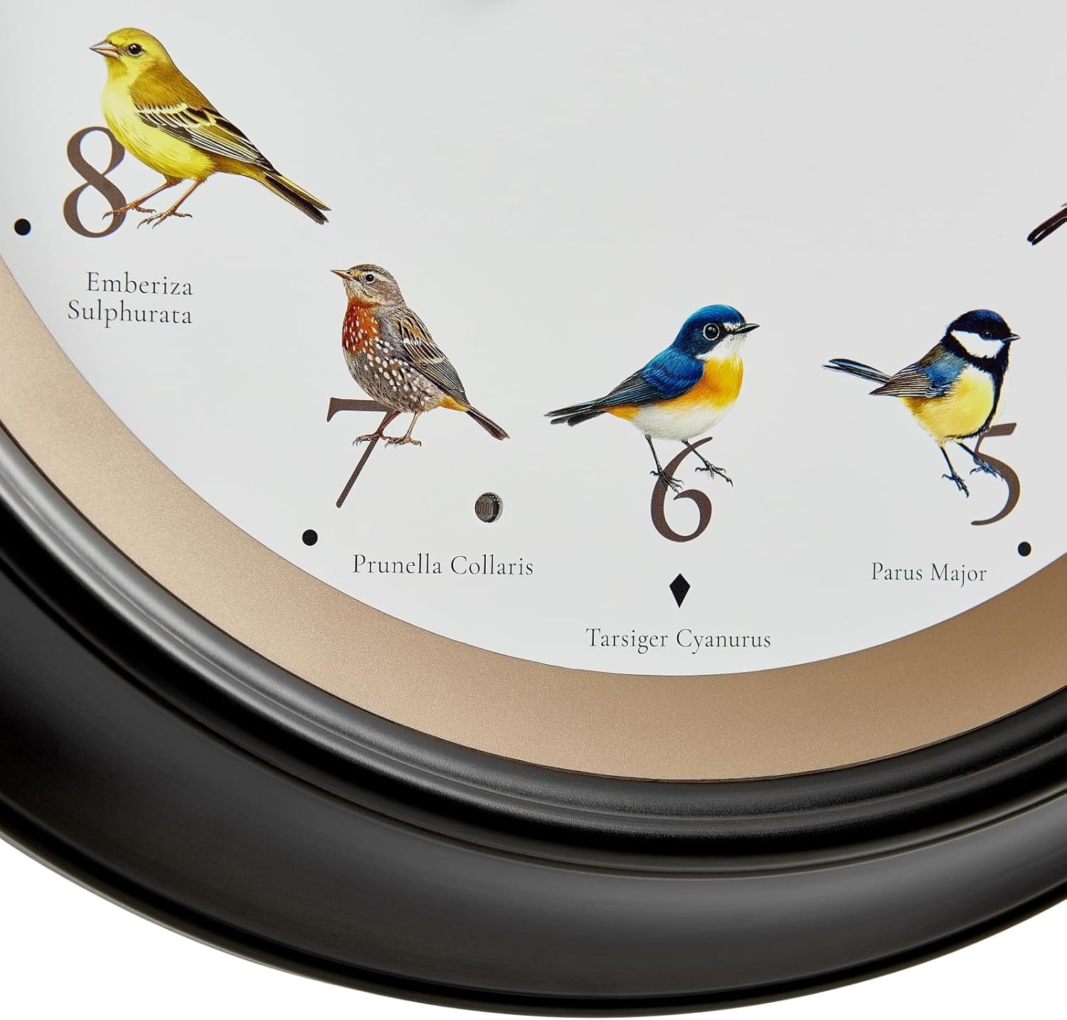 CLXEAST 18 Inch in/Outdoor Singing Bird Wall Clock, Large Illuminated Outdoor Clocks Waterproof for Patio, Pool or Porch Decor,Oil Rubbed Bronze Black
