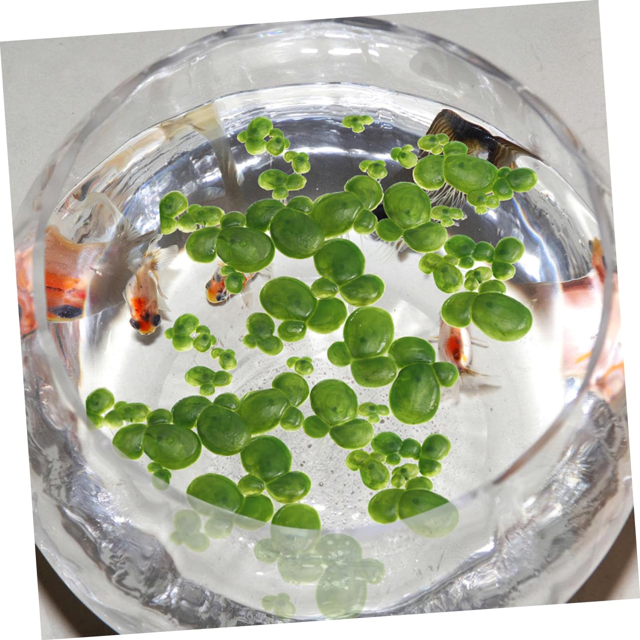 VOSAREA 360pièces Plantes Flottantes Artificielles Pour Aquarium Décorations De Tank Faux Lentilles Eau Effet Naturel Pour Poissons Et Bassins