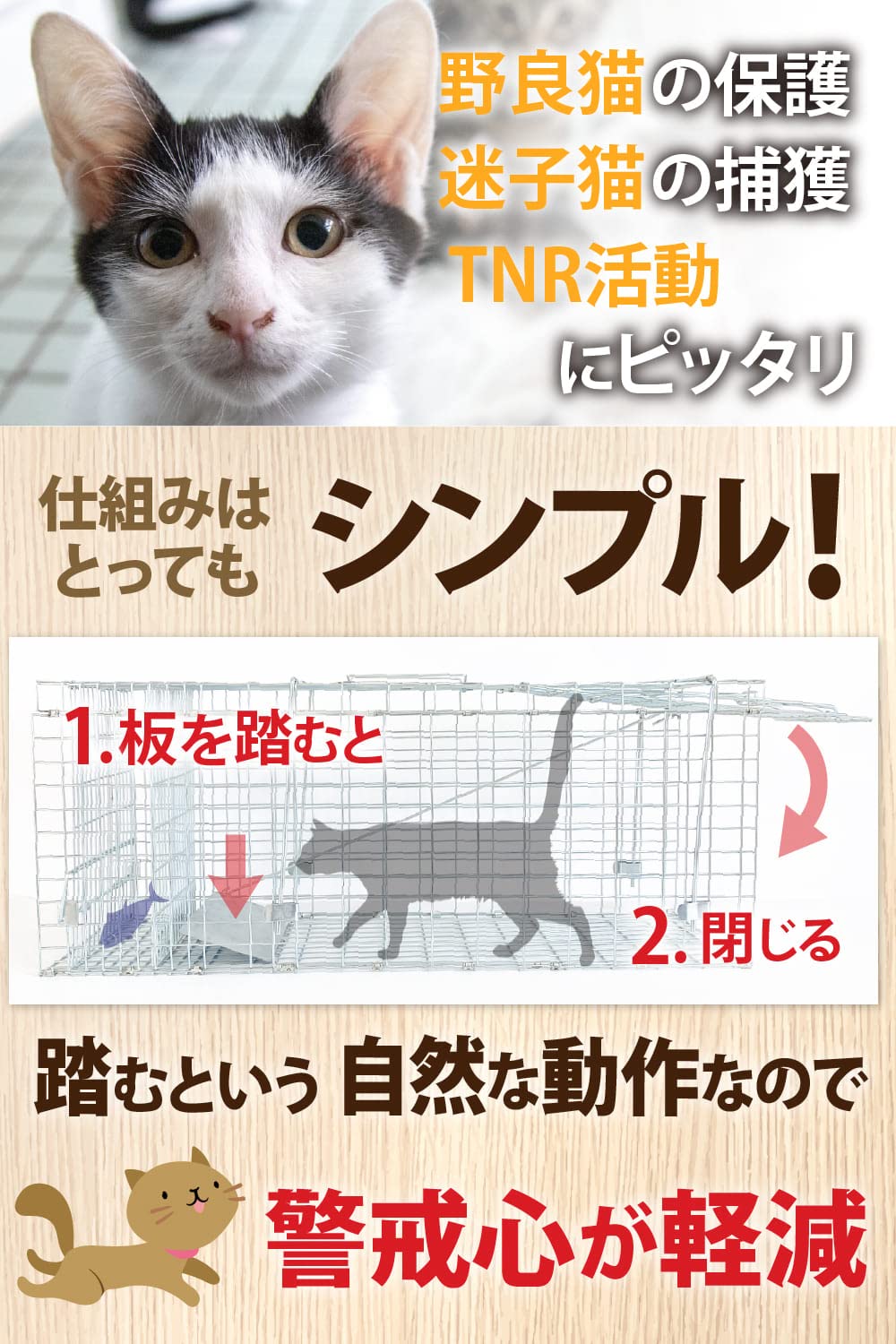 ネコの小判（感謝） ネコだからッ！！」 ネコの書籍ッ！予約受付中ッ！ ハイライト