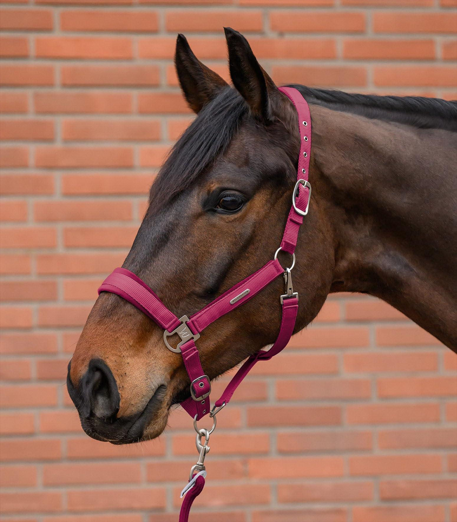 WALDHAUSEN Halfter Set Velvet, Granatapfel, Pony