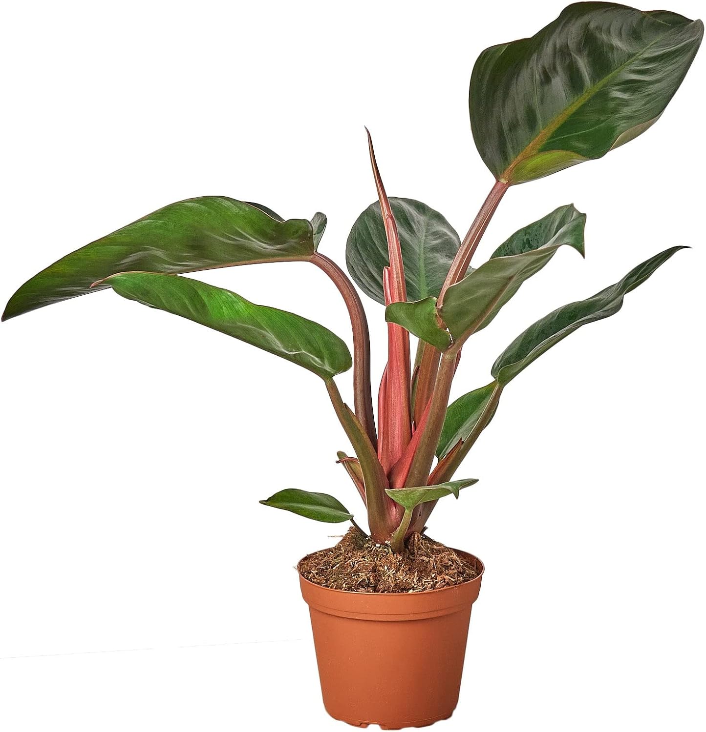 Garden Wrld Philodendron 'Congo Rojo'- 6" Pot