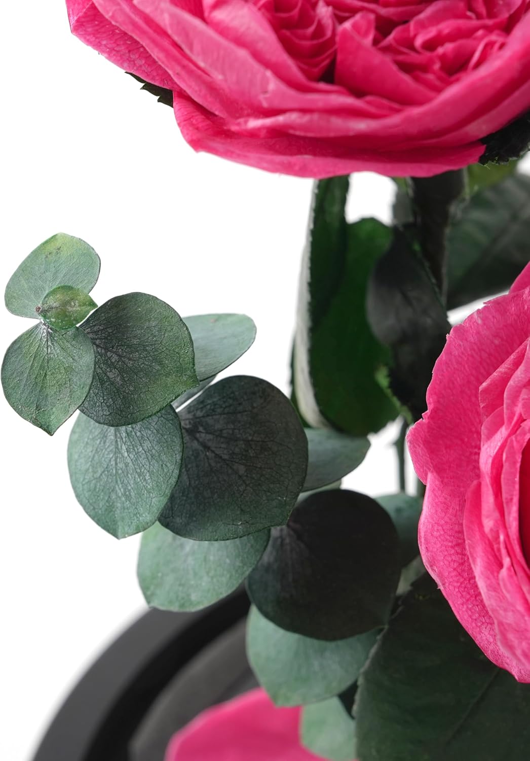 Handmade Preserved Real Austin Rose in Glass Dome Never Withered Natural Rose for Her Valentine's Mother's Day Birthday (Rosy)