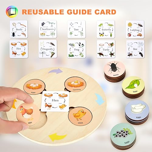 Miniatura 4 de Juguetes de ciclo de vida para niños, kits educativos de ciencia, juguetes Montessori para niños de 3, 4, 5, 6 años en adelante, aprendizaje de