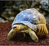 Pó de Coco para Répteis, Iguanas, Tartarugas, Jabutis, 5 Litros