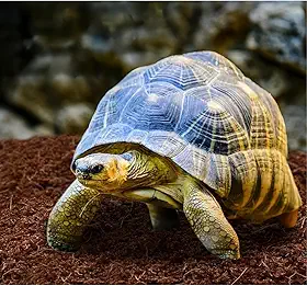 Pó de Coco para Répteis, Iguanas, Tartarugas, Jabutis, 5 Litros