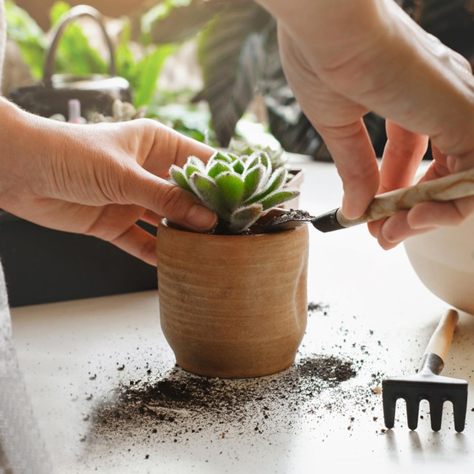Set Di 5 Attrezzi Per Piante Grasse E Giardinaggio - Include Perforatore, Estrattore, Pale E Spazzola - Nero, Ideale Per Rinvaso