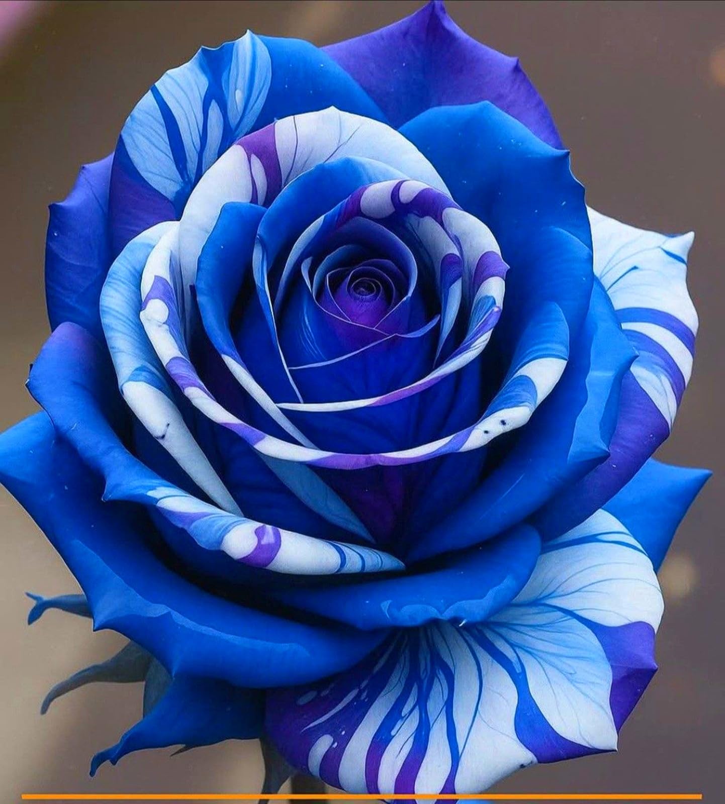 Rose Perennial Bulbs UK, Fragrant Flowers, Suitable for Garden Plants, Landscape Design, Indoor and Outdoor Potted Plants-2 Rhizome-B