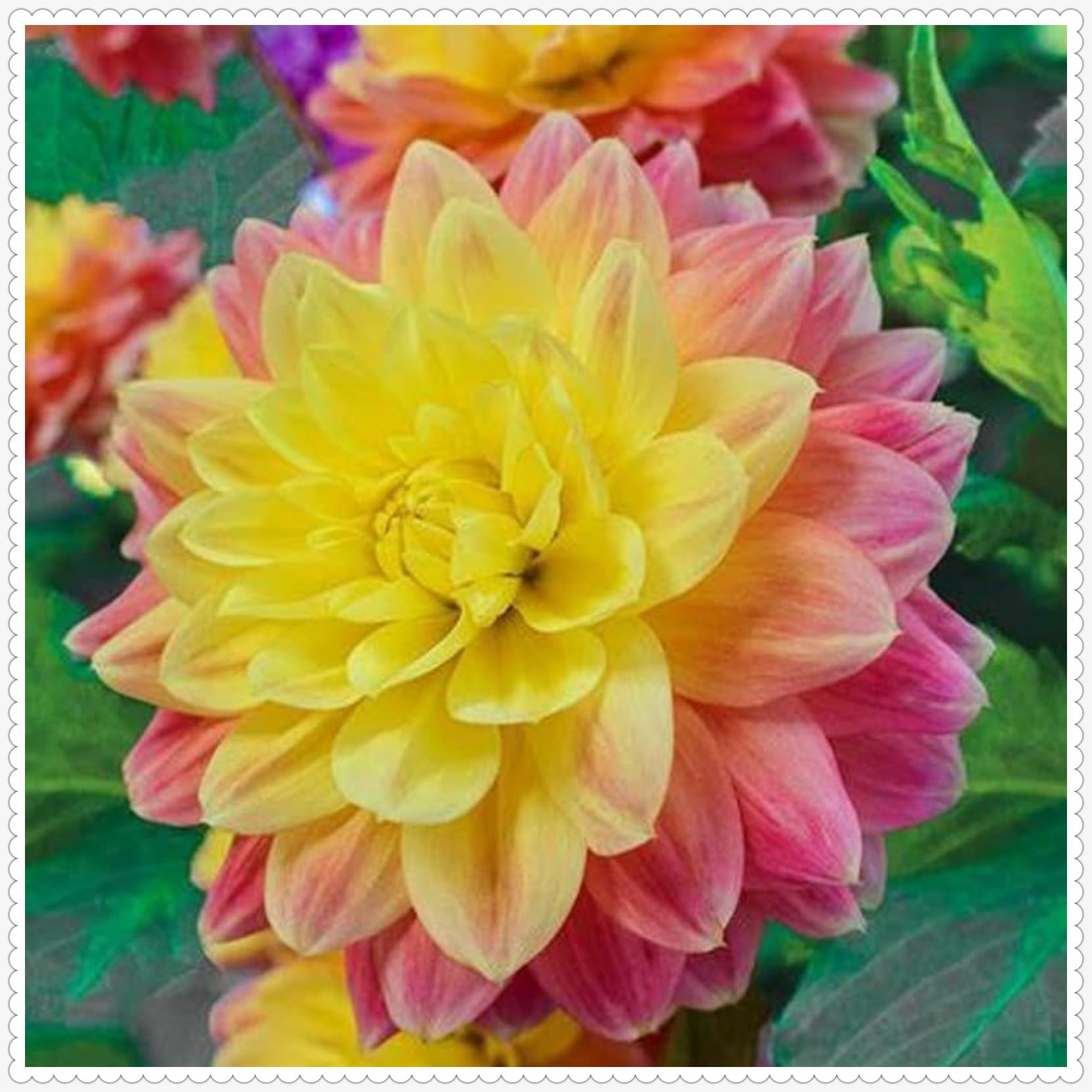Dahlia Bulbs Mix for Planting Now UK,Strong Plants That Grow Well,Dahlia Tubers Bulk,Beauty of Garden,Gift Ready,Hardy Perennial,Wedding Flowers Cut Flowers-8bulbs-G