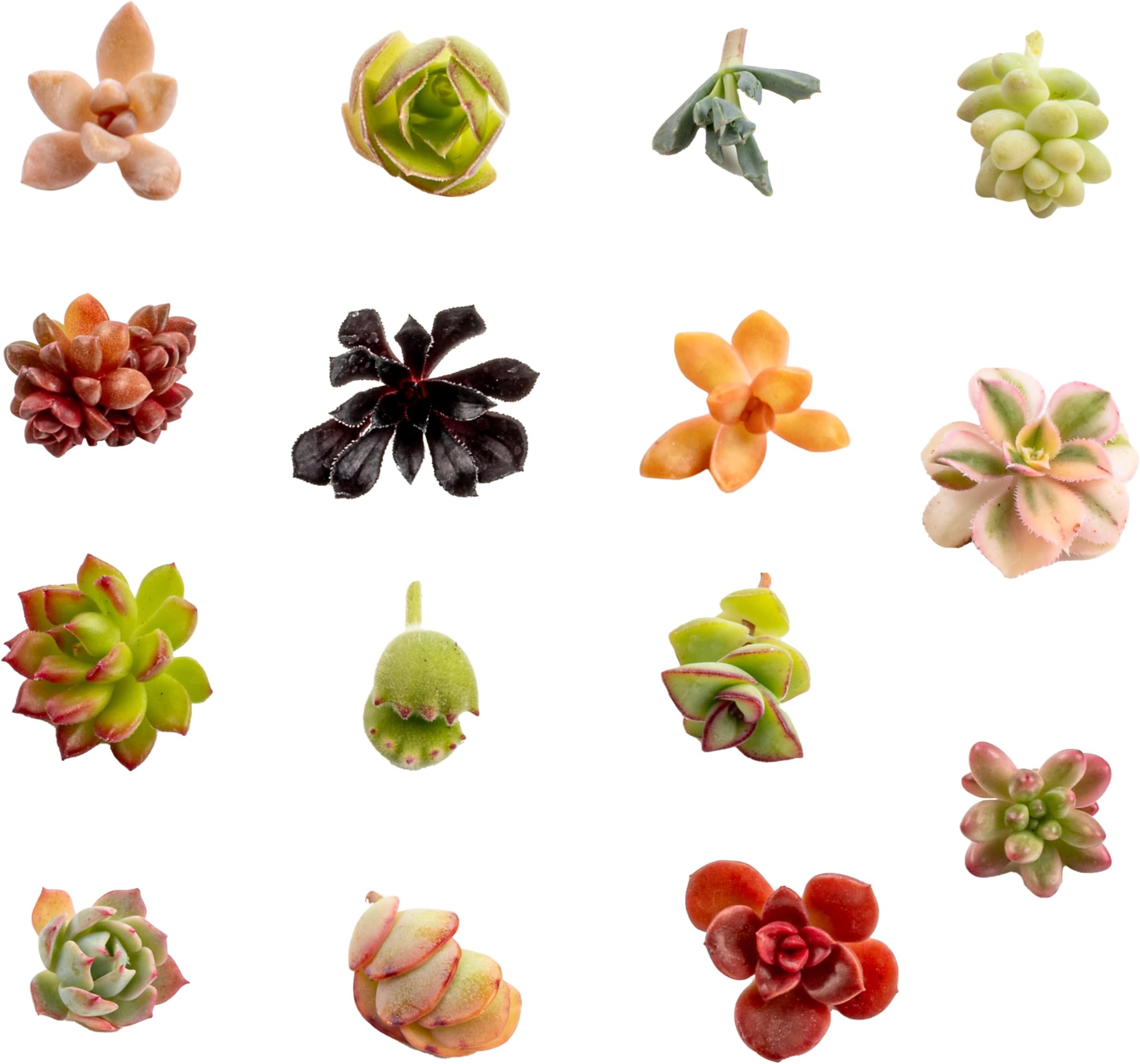 SD Succulent Growers Live Succulents Plants Variety Pack Well Rooted Plants in 2