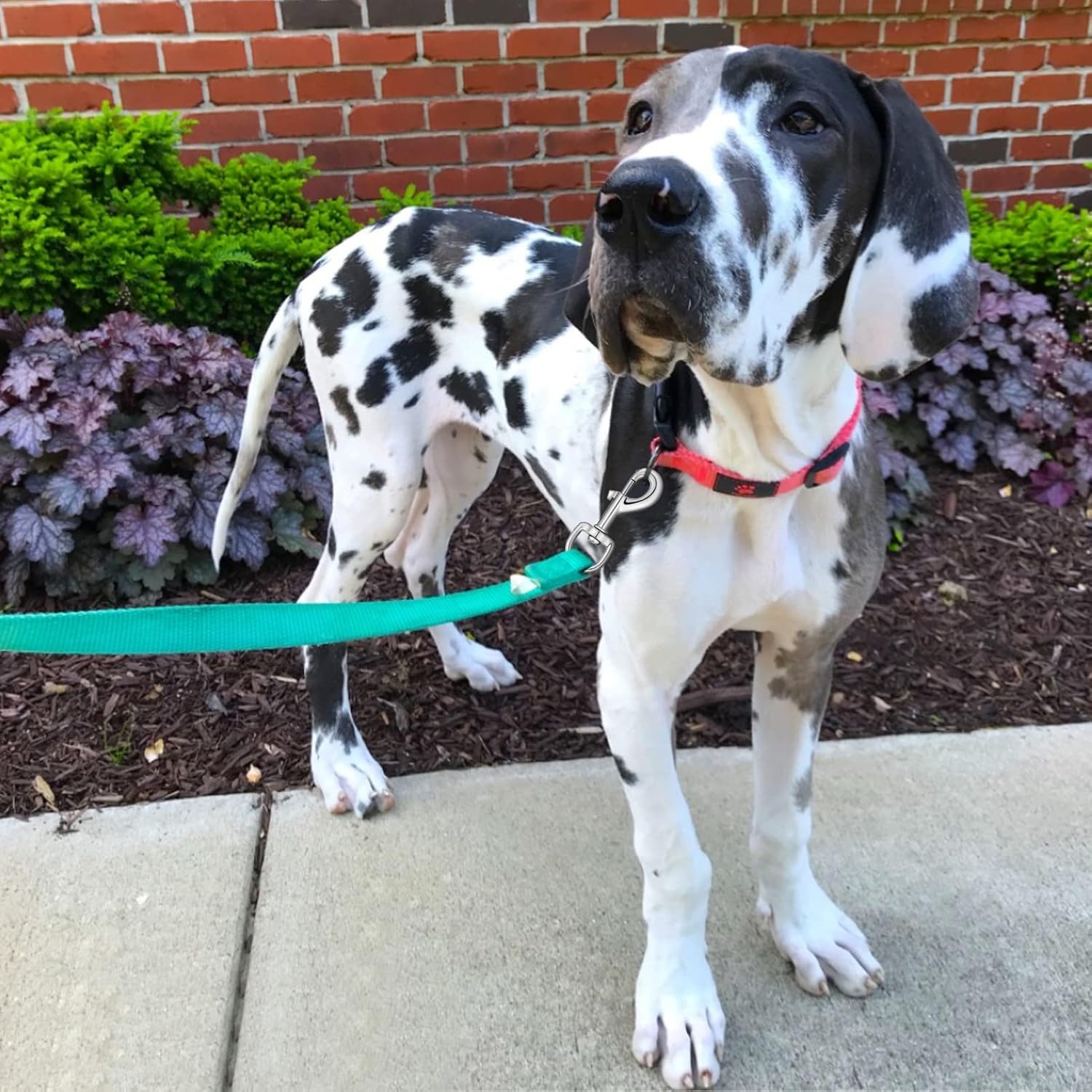 Heavy Duty Dog Leash Clips - Swivel Snap Hooks 4pcs - Image 4