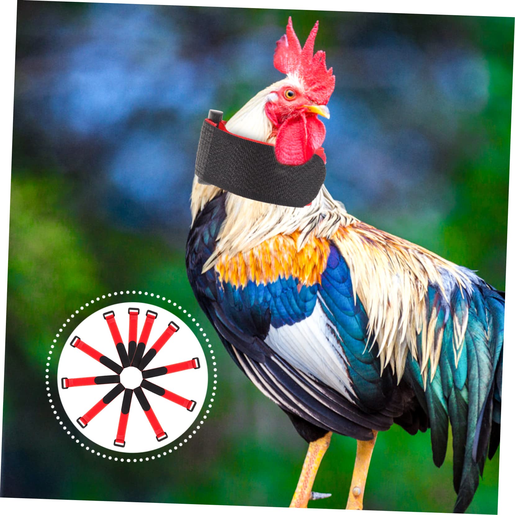 Beavorty 4 Set Di Collare Per Collare Per Pollo Anti-canto Rumore Fastidioso Robusto Nylon 10 Pezzi * 4