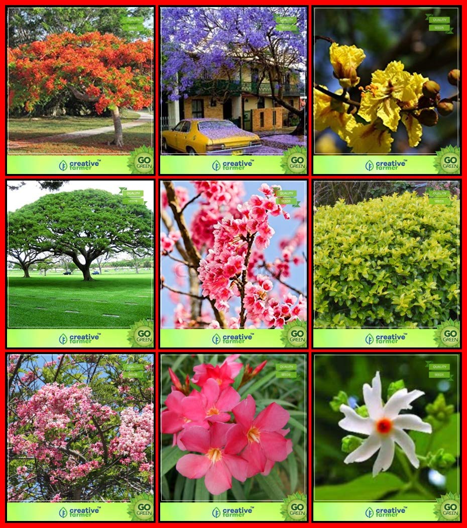 Creative Farmer For Garden Combo Tree Seeds : Jacaranda, Flame Tree, Yellow Flametree, Coco Tamarind, Himalayan Cherry, Pigeon Berry, Pink Shower, Nerium Indicum, Queen Of The Night For Gardening