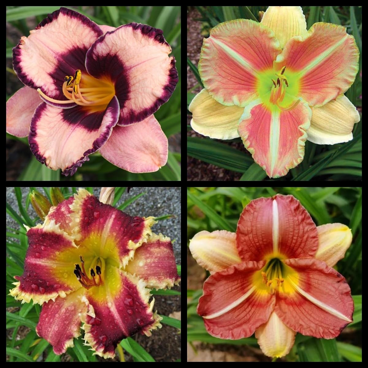 Daylily Bulbs Perennial, Mix Color Daylily Plants for Planting Now UK,Rare,Excellent Display-3 Bulbs-B